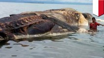 Giant, rotting carcass washed up on Indonesian island mystifies locals