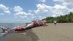 Whale Sculpture Raises Awareness On Plastic Waste