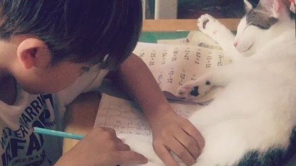 Dur dur de faire ses devoirs avec un chat