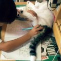 Dur dur de faire ses devoirs avec un chat