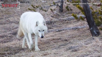 $10,000 Reward Offered To Find the Killer of Rare Yellowstone Park White Wolf