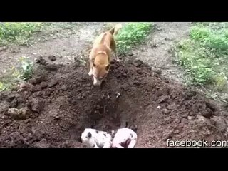 dog  funeral very heart touching scene