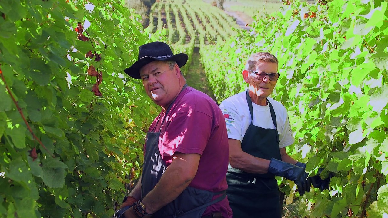 #LiveVendanges - le résumé des vendanges en Alsace