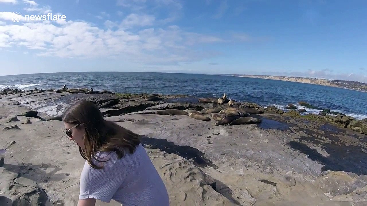 Woman gets too close to sea lion, watch what happens next