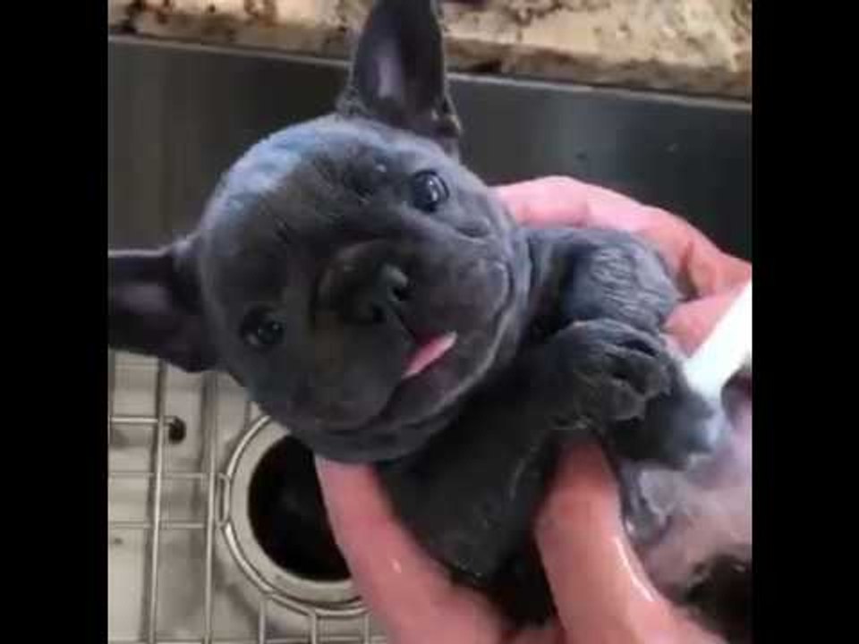 Fabulous French Bulldog Enjoys Taking a Lovely Bath
