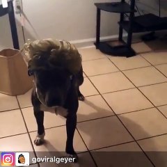 Dog Mannequin Challenge