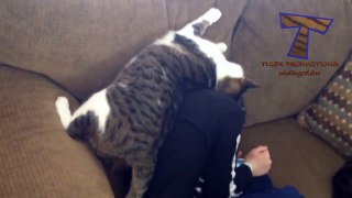 TRY NOT TO LAUGH or SMILE - Super FUNNY CAT videos_18