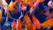 Colourful Aquarium of Beautifully Coloured Koi Fishes
