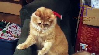 TRY NOT TO LAUGH or SMILE - Super FUNNY CAT videos_7