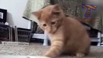 TRY NOT TO LAUGH or SMILE - Super FUNNY CAT videos_9