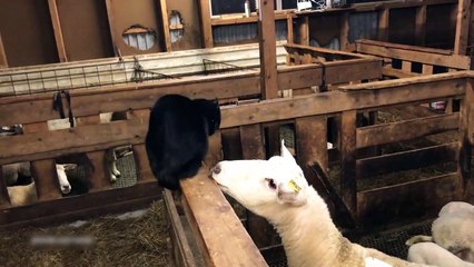 Un chat vs Un mouton
