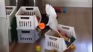 craziest and funniest parrot ever _