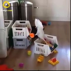 craziest and funniest parrot ever _