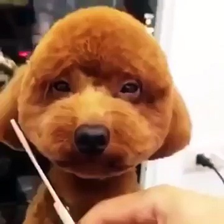 Getting my haircut like