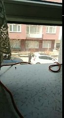 Arabaya Hallenen Dayı