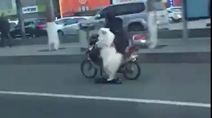 Hihetetlen: állva száguldozik motoros rollerén egy kutya