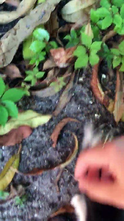 Kitten Found In Mango Tree