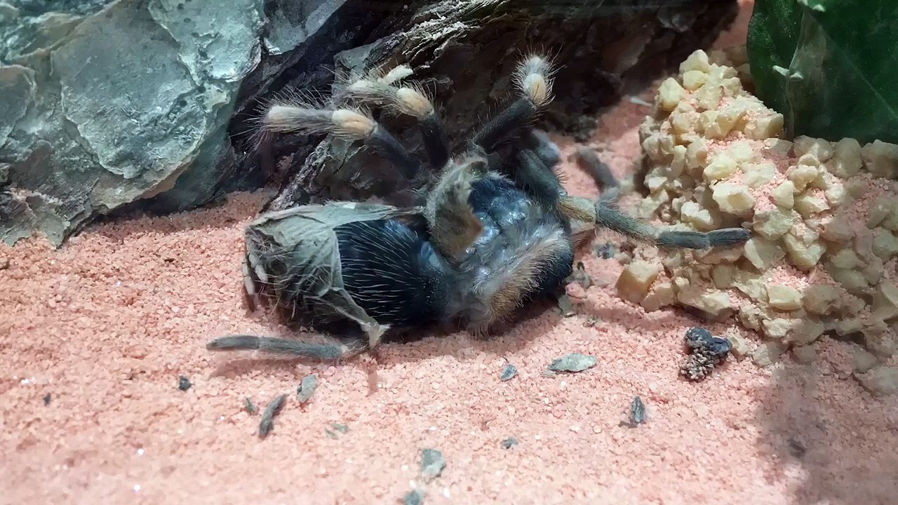 Mexican Red Knee Tarantula Molting
