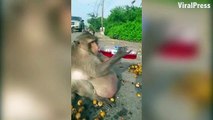 Obez Maymun - Tayland