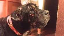 Cão ferido escala montanha apenas para encontrar alguém que o possa salvar