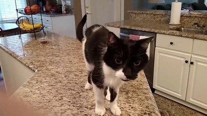 Ce chat a vraiment un miaulement très bizarre !