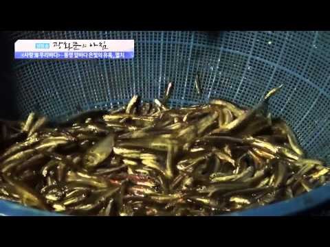 통영 앞바다 은빛의 유혹, 멸치 [광화문의 아침] 98회 20151027