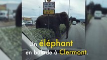 Une éléphante en balade dans les rues de Clermont Ferrand affole les automobilistes
