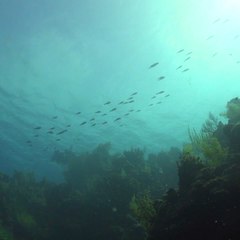 Mesoamerican Barrier Reef System [Mic Archives]