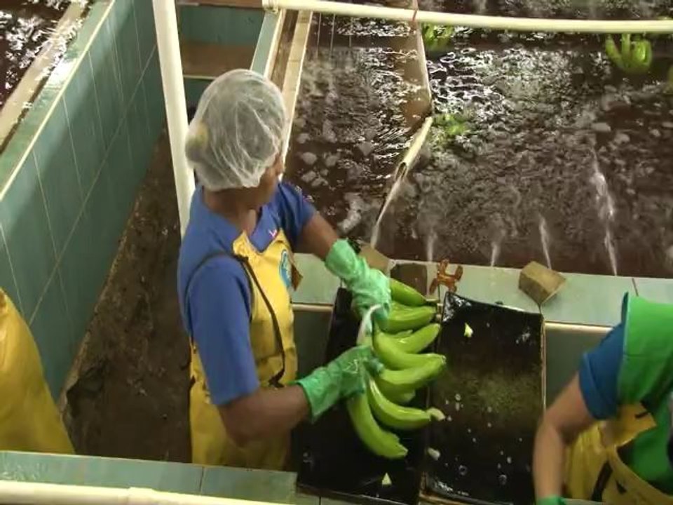 Continua huelga de trabajadores en fincas bananeras