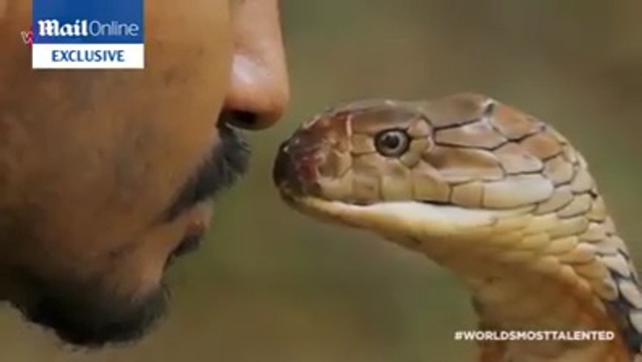 cobra kiss