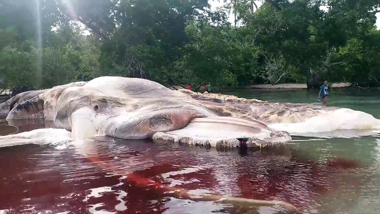 Massive sea creature washes up on Indonesian beach