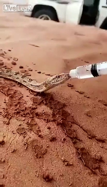 snakewater