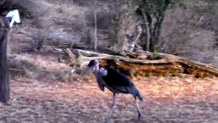 Birdwatching in Africa-WCK3evJA_wk