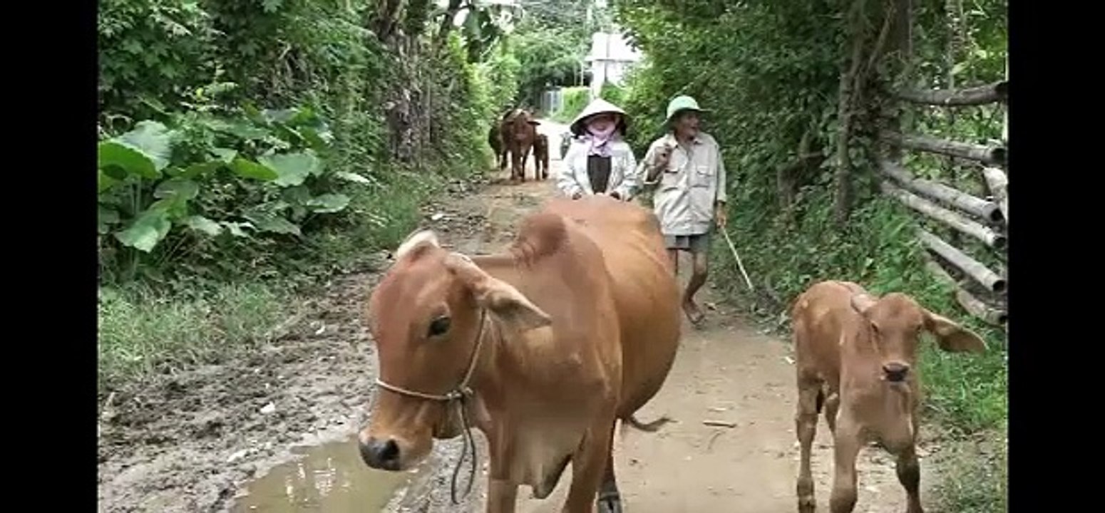 Nơi nuôi nhốt bò lý tưởng nhất của dân Quảng Ngãi