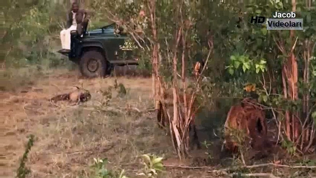 SIRTLAN LEOPARA GÜCÜNÜ GÖSTERDİ  En İnanılmaz Vahşi Hayvan Kavgaları  Aslan Ayı Timsah Anakonda