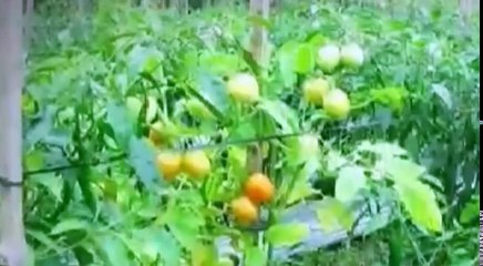 Wow ! Lulus UGM Pemuda Ini MEMBALIK LOGIKA 99 % Sarjana Di Indonesia !