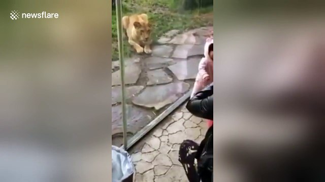 Oregon Zoo lion 'tries to eat' toddler