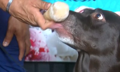 Unik Deh, Ada Es krim Khusus untuk Anjing