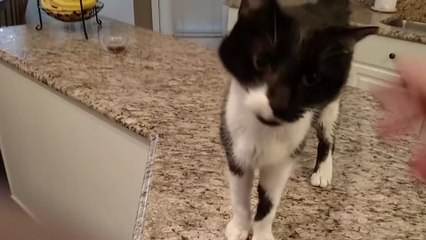 Ecoutez le miaulement incroyable de ce chat... En mode Barry White