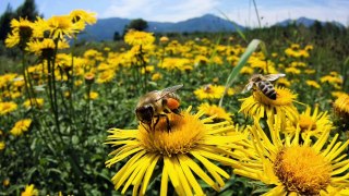 The Wonderful World of Bees