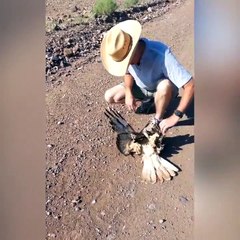 Ils trouvent un aigle dans un sale état, étouffé par un serpent