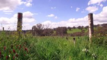 Climate changep for Australian winemakers