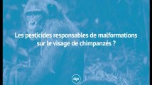 Les pesticides responsables de malformations sur le visage de chimpanzés