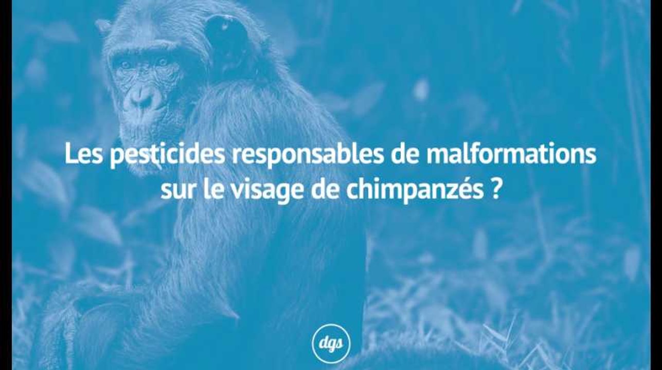 Les pesticides responsables de malformations sur le visage de chimpanzés