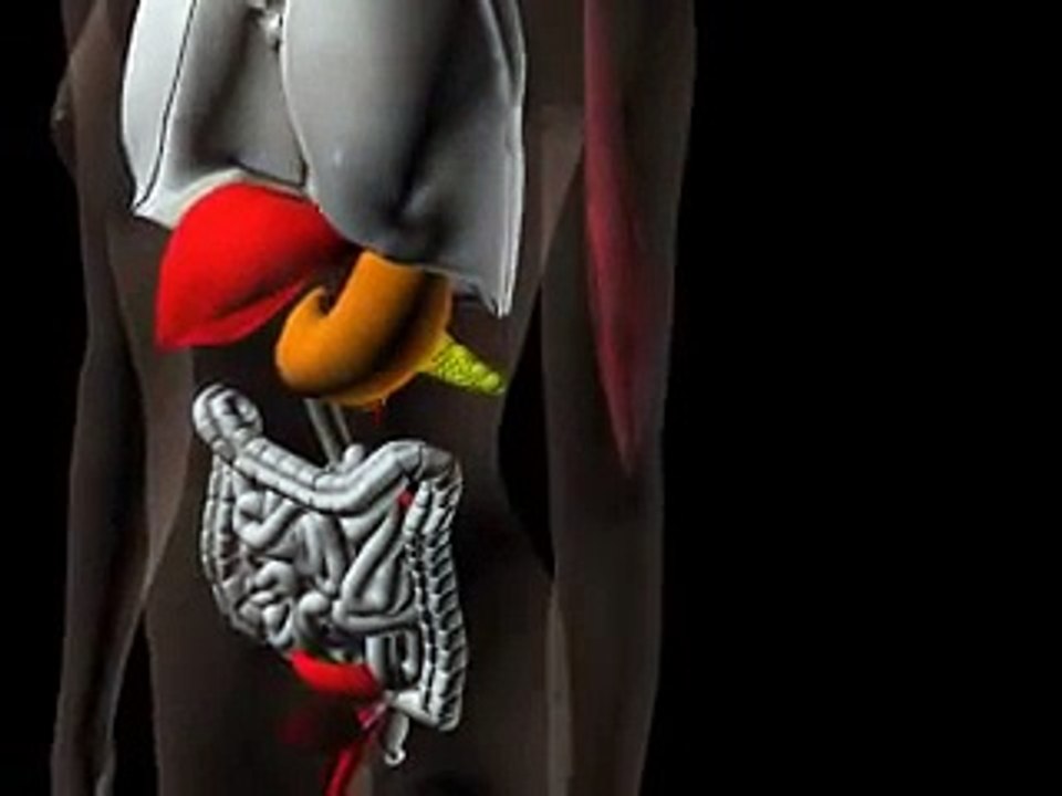 DIABETES TYP1 ERKLÄRUNG