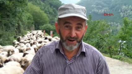 Ordu Orta Karadeniz'de Yaylalara Zorlu Göç Başladı