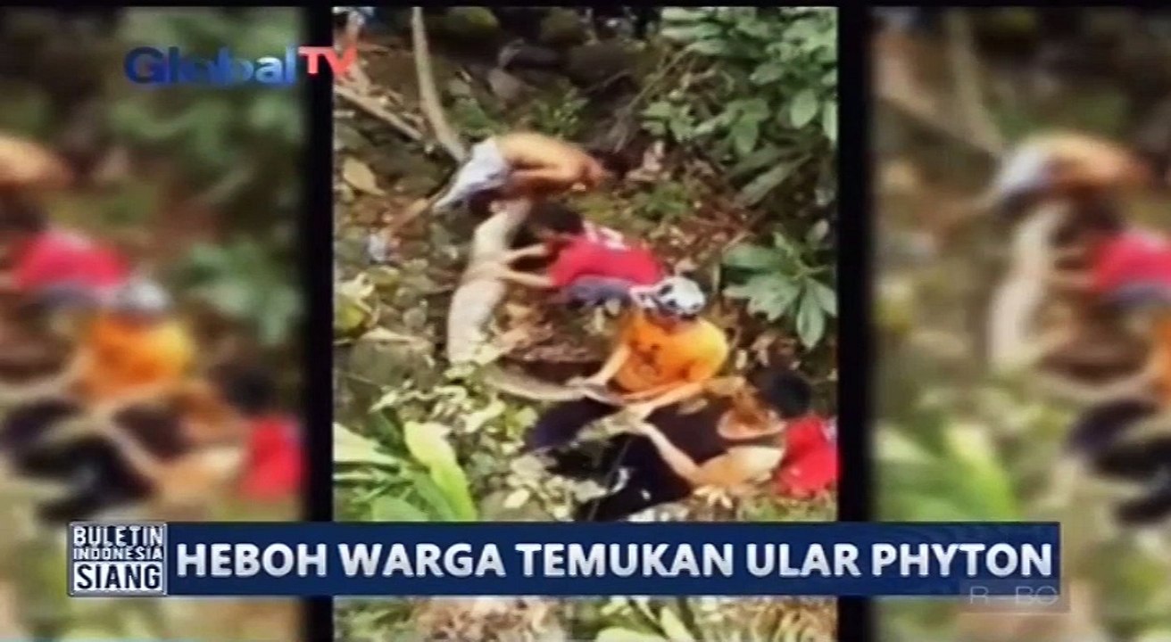 Warga Kembali Temukan Ular Phyton Raksasa di Mamuju Utara