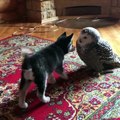Diese ungewöhnliche Freundschaft zwischen einem Husky und einer Eule erobert das Internet