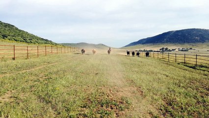 Tauromachie : sur les traces des toros d'El Juli