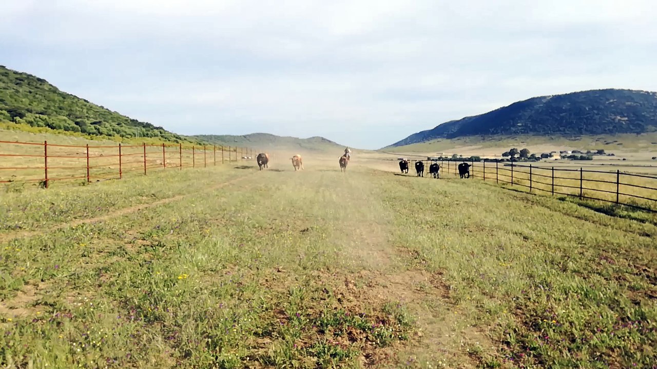 Tauromachie : sur les traces des toros d'El Juli